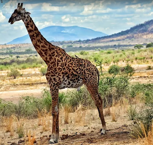 Giraffe on the plains of Ruaha National Park