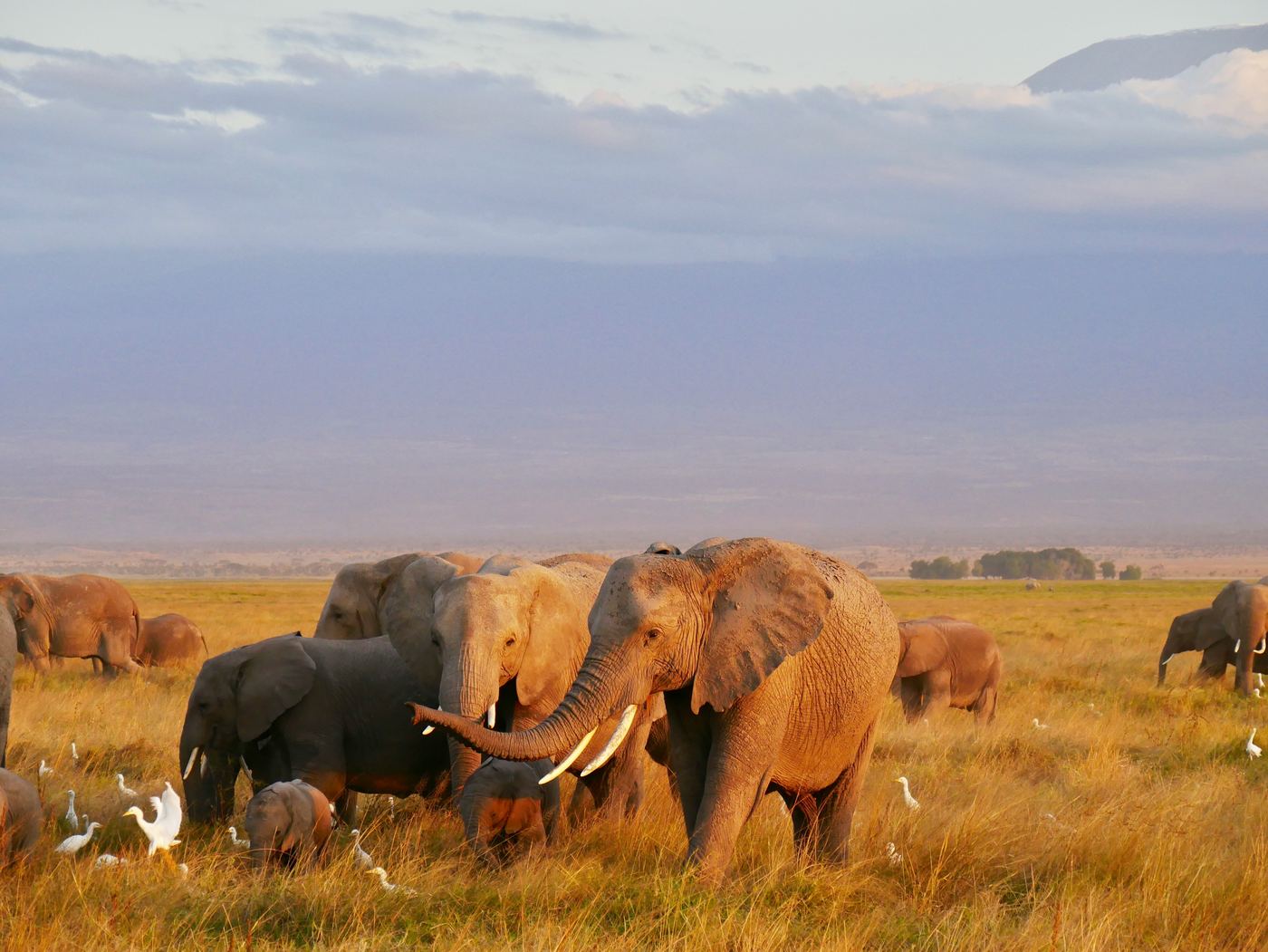 Elephant herd with cattle egrets at dusk