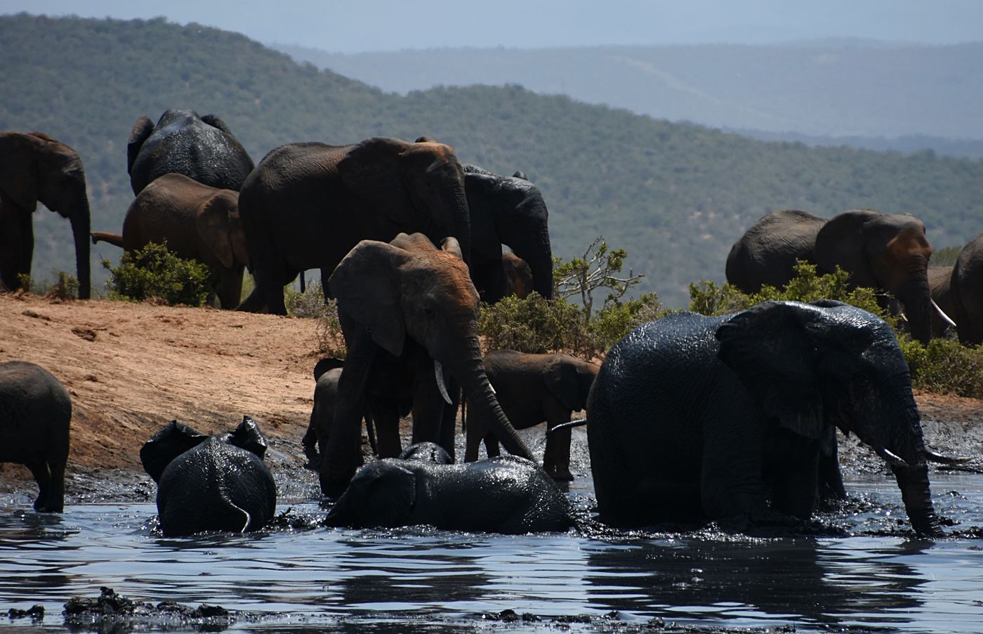 Elephants cooling off in a mud wallow