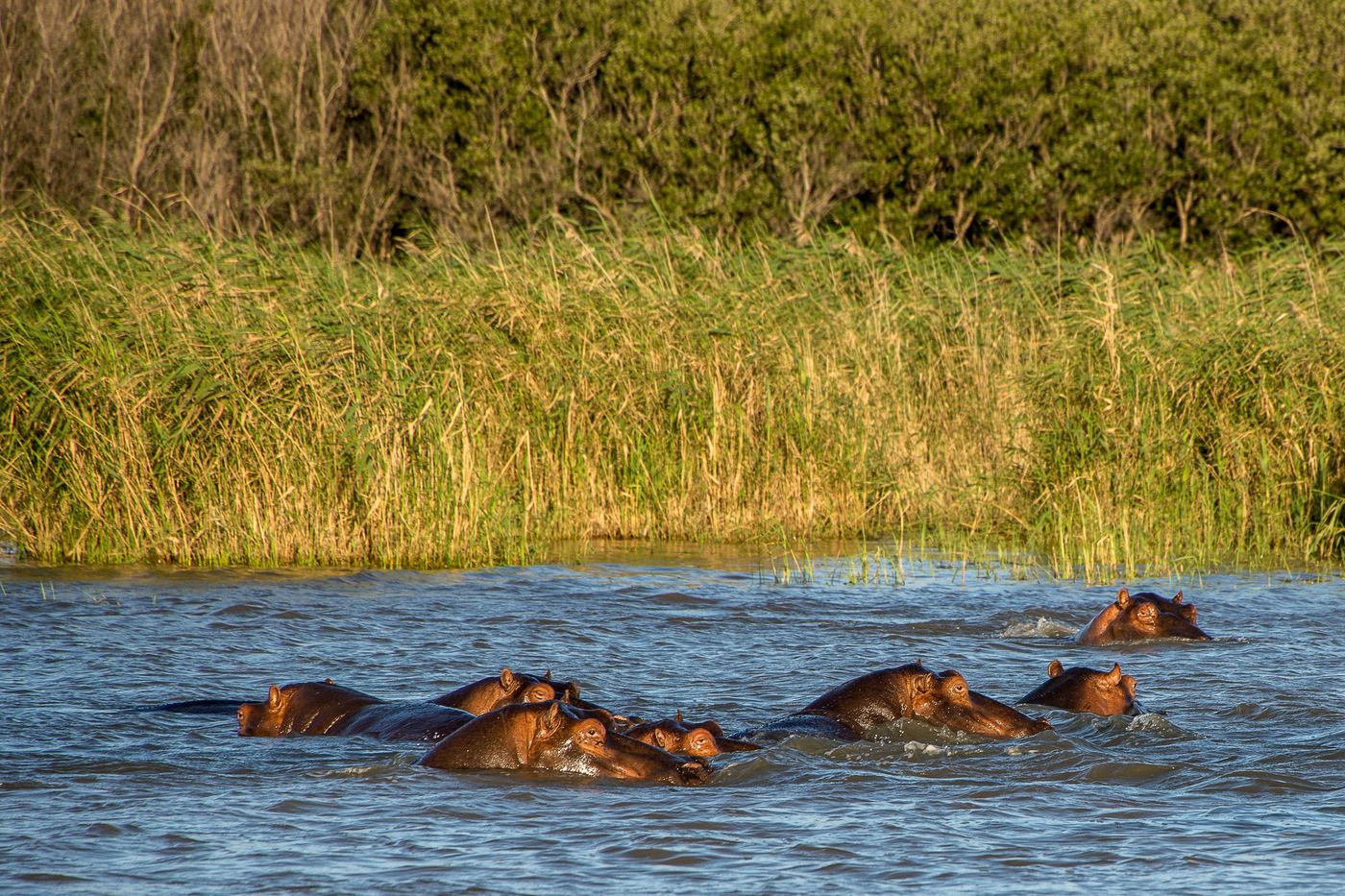 Hippos wallowing near a luxury tented camp