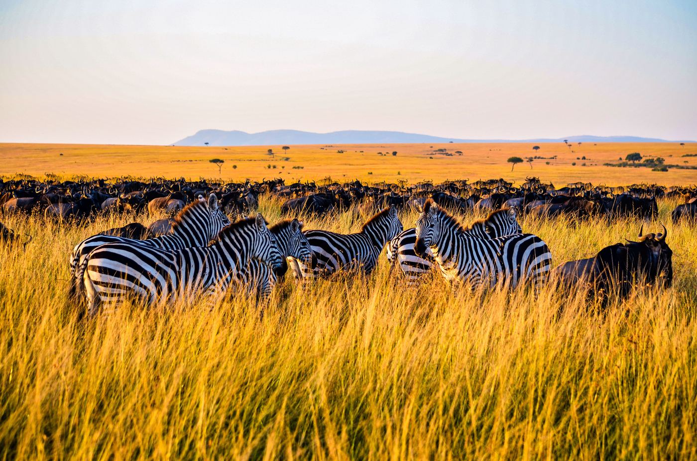 Zebra and wildebeest herds during the migration